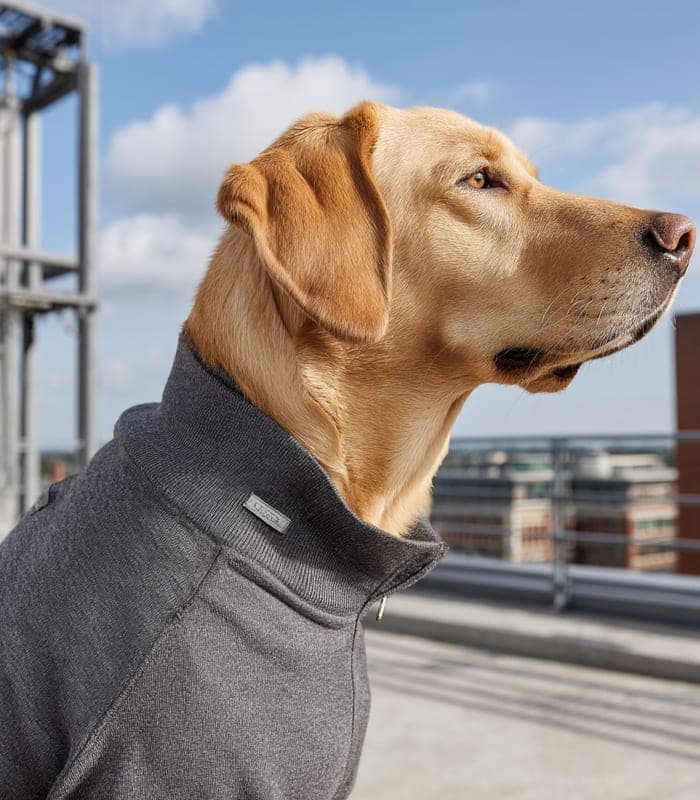 Pet Urban Chic Cashmere Blend Pullover — view 2