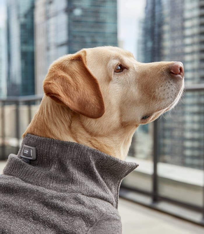 Pet Urban Chic Cashmere Blend Pullover — view 4