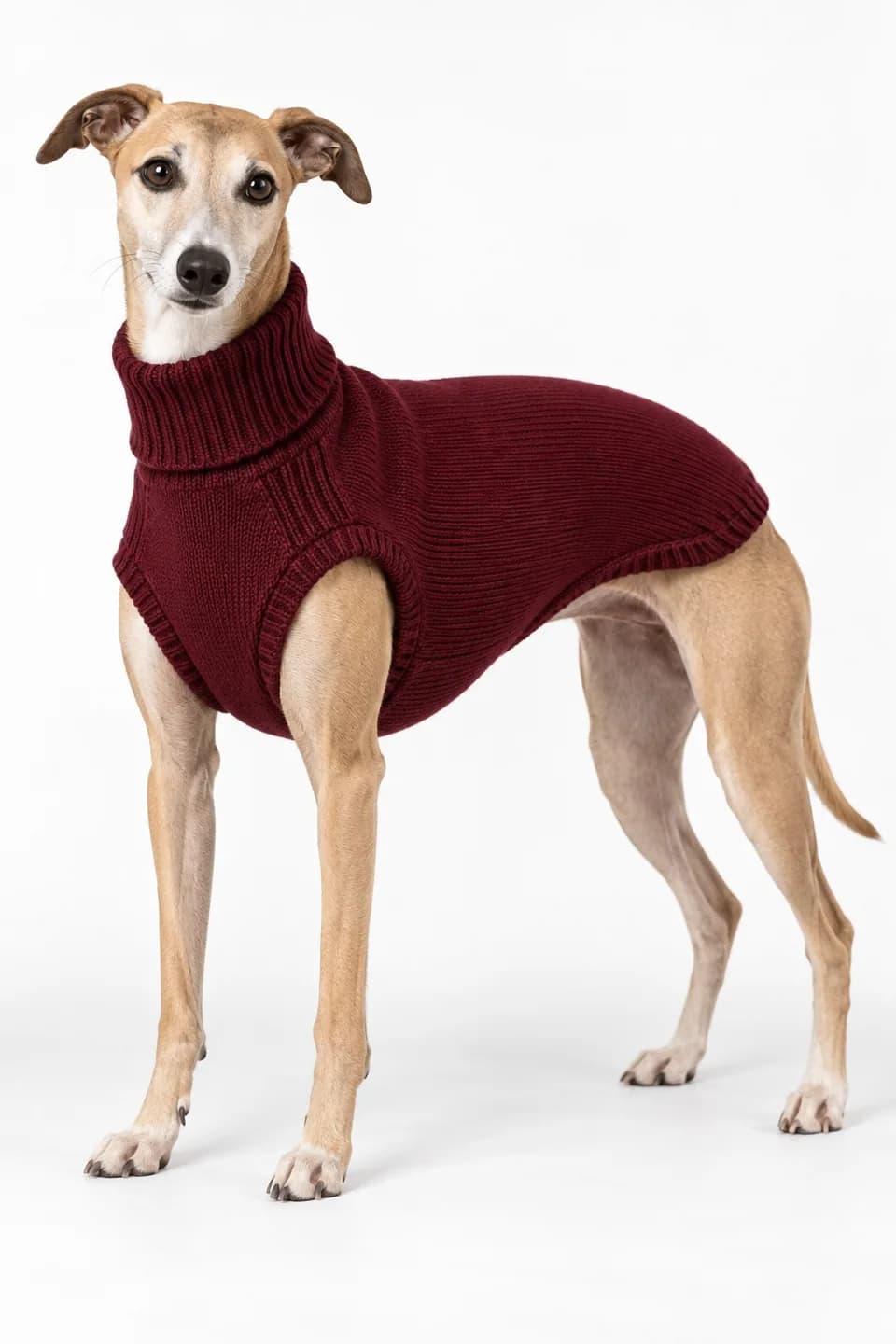 Sighthound Knit Sweater for Greyhound and Whippet Brands - model or use reference (AI development concept)